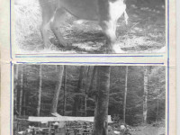 andry-0038